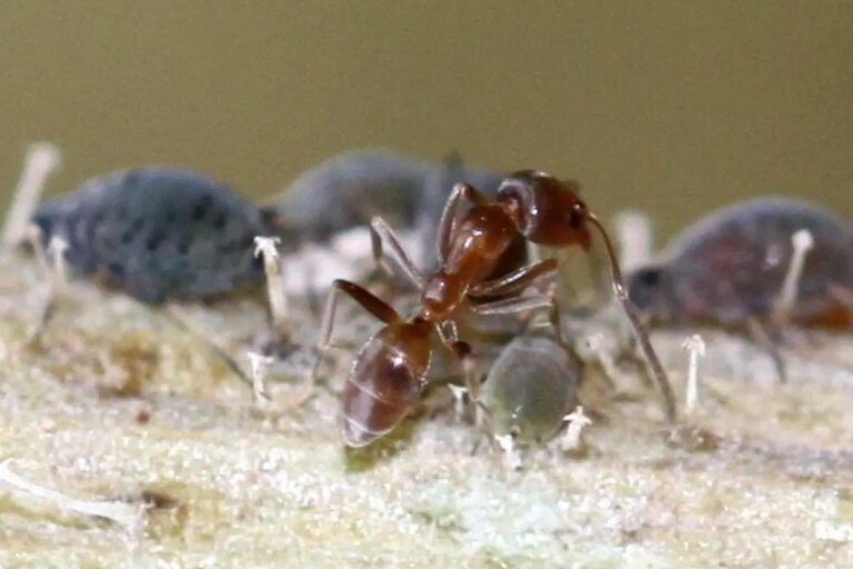 The Twisted Behavior of Starving Argentine Ants