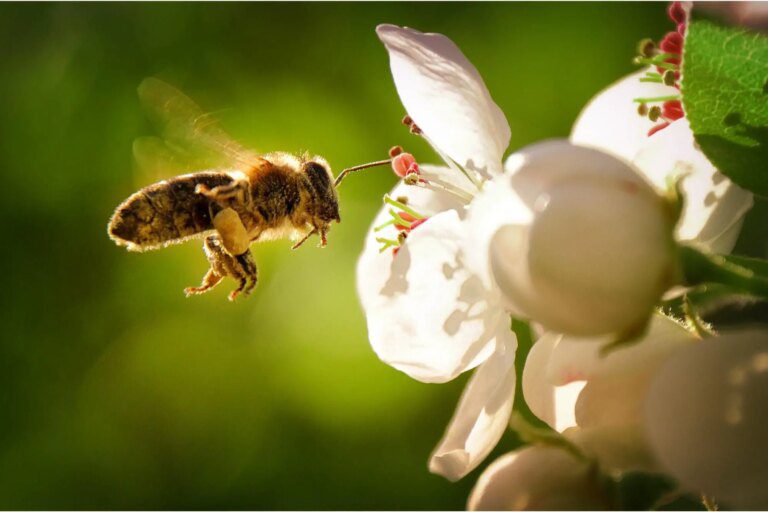 The Brewmasters of the Insect World – The Fascinating Biology of Cellophane Bees