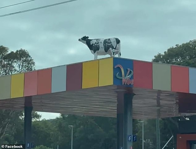 Cow stuck on Western Australian petrol station rooftop sparking bizarre police rescue operation