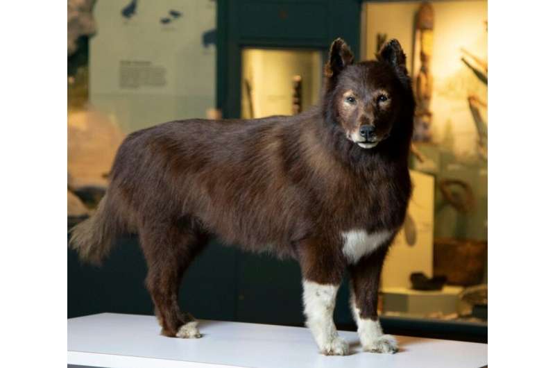 The mounted body of the dog named Balto is on display at the Cleveland Museum of Natural History