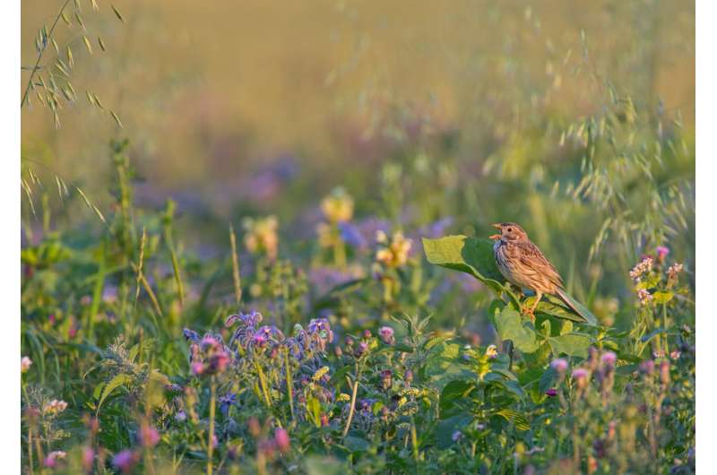 Fallow land promotes biodiversity