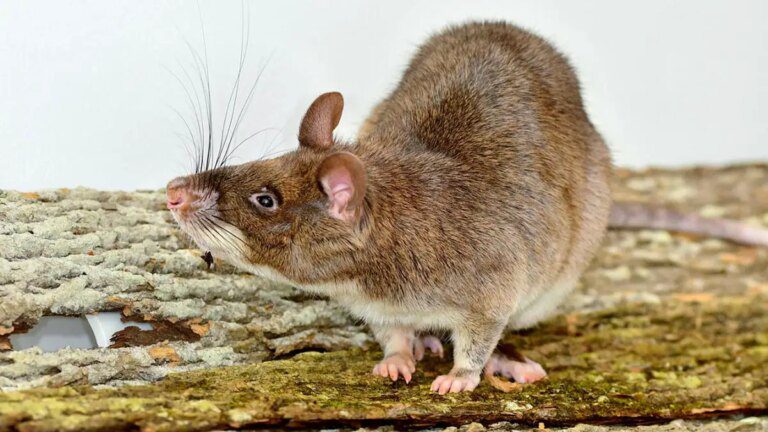 Bizarre Vaginal Transformations Discovered in Bomb-Sniffing Rodents