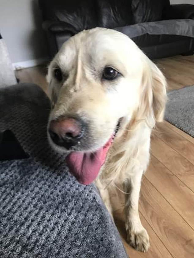 Golden Retriever walks 40 miles over 27 days back to former owners who got rid of him