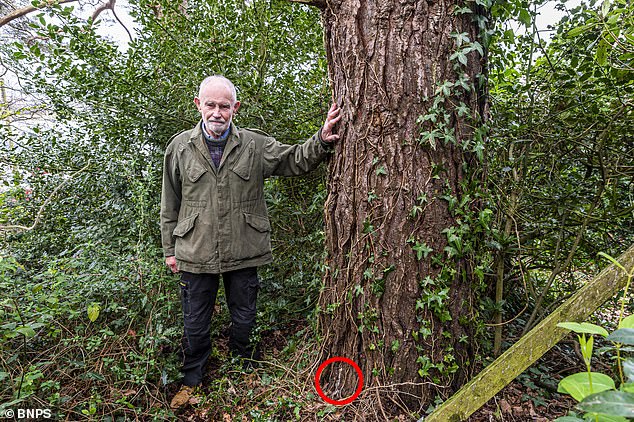 Hunt is on for saboteur who drilled holes into a 35ft pine tree before dousing it with chemicals