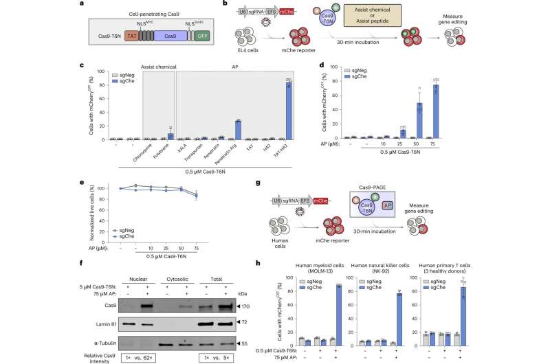 Improved gene editing method could power the next generation of cell and gene therapies