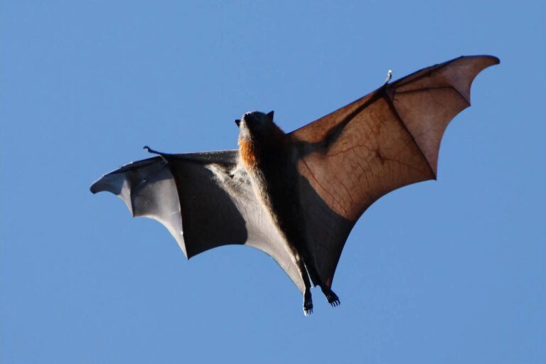 The Dynamic Duo of Bat Evolution