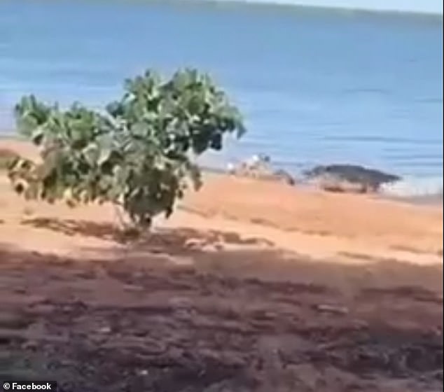 Large saltwater crocodile snatches a pet dog off a Cape York beach in northern Queensland