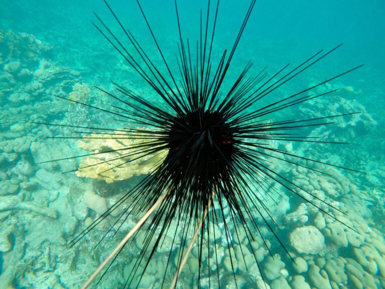 Unmasking the Sea Urchin Assassin