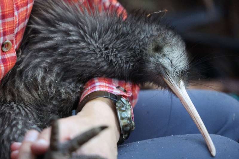 There are only about 70,000 wild kiwi left in New Zealand but numbers are rising thanks to dozens of community initiatives to pr