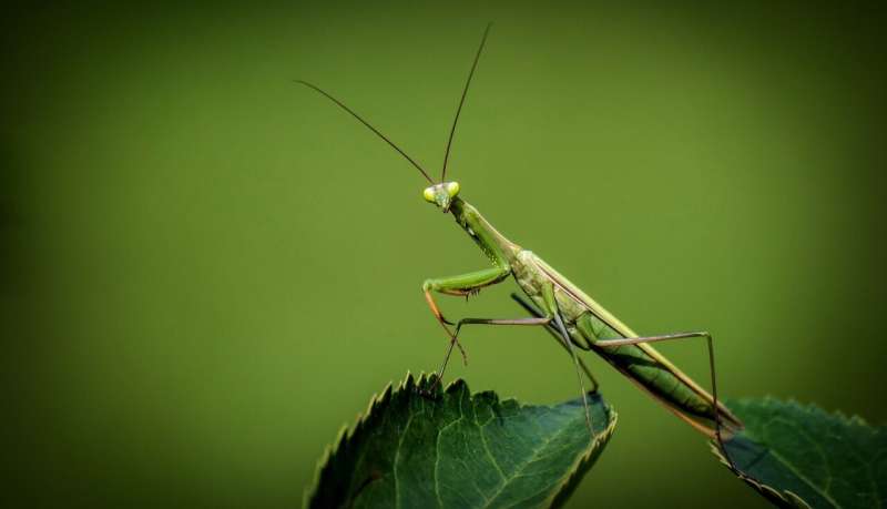 praying mantis