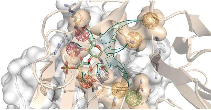 A sweet solution to a cracking problem: scientists design new bio-inspired molecules to promote bone regeneration