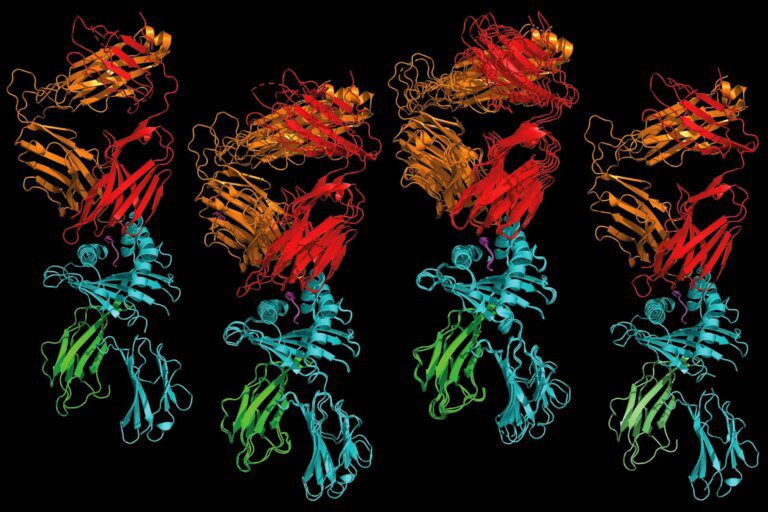 New Approach Identifies Key Protein Fragments