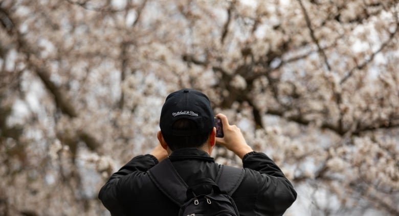 A person facing away from camera takes photos of cherry blossoms