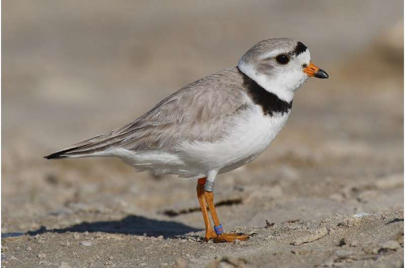 Three’s a crowd? Imani, son of piping plovers Monty and Rose, joined by a female and another male at Montrose Beach