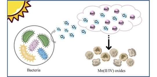 Visible light-induced superoxides production by bacteria accelerates manganese oxidation in the environment