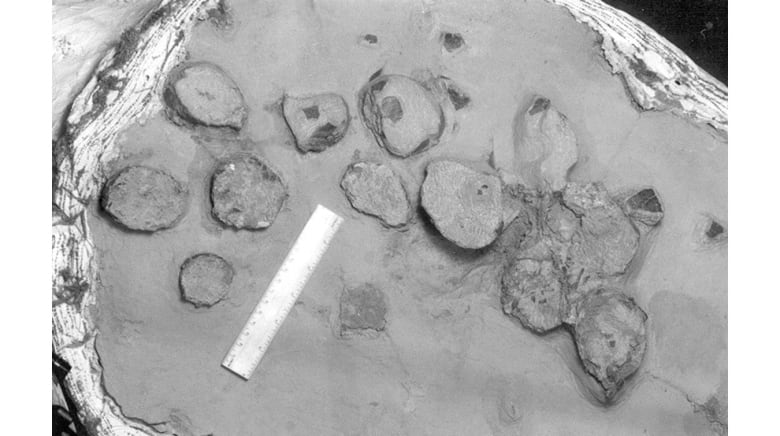 A black and white image of fossil eggs with a ruler to show their scale