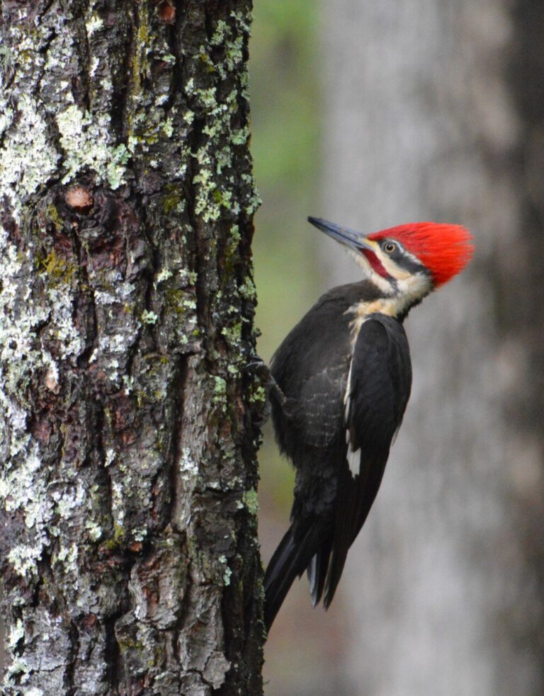 Can cities make room for woodpeckers?