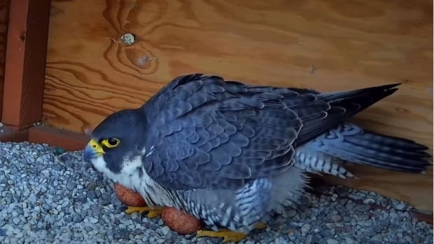 Viewers can’t get enough of this 24/7 falcon nest cam at Université de Montréal