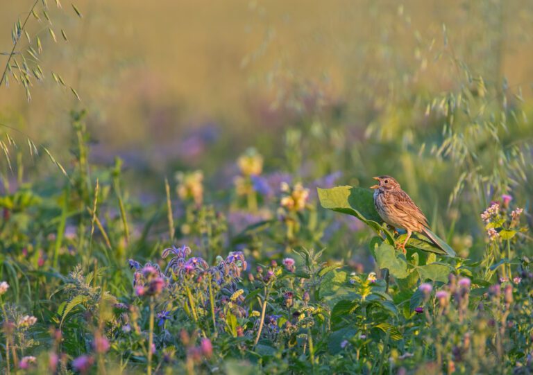 Fallow land found to promote bird biodiversity