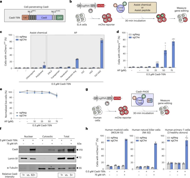 Improved gene editing method could power the next generation of cell and gene therapies