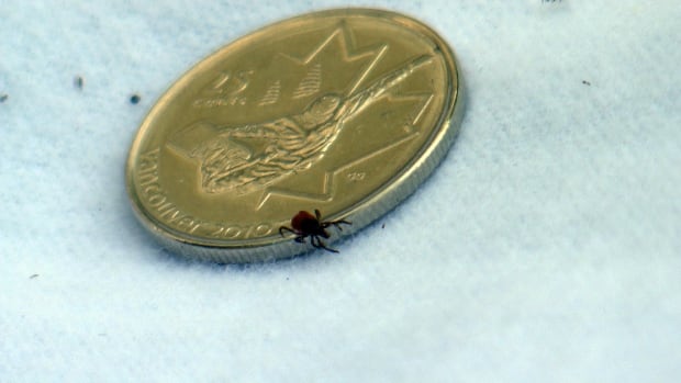 Now that spring is here, so are ticks. Here’s what Quebecers need to know