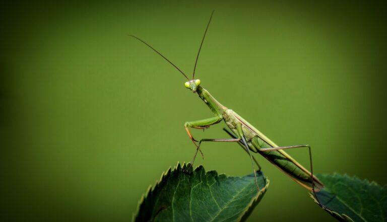 Nitrogen found to affect soil invertebrates and insects