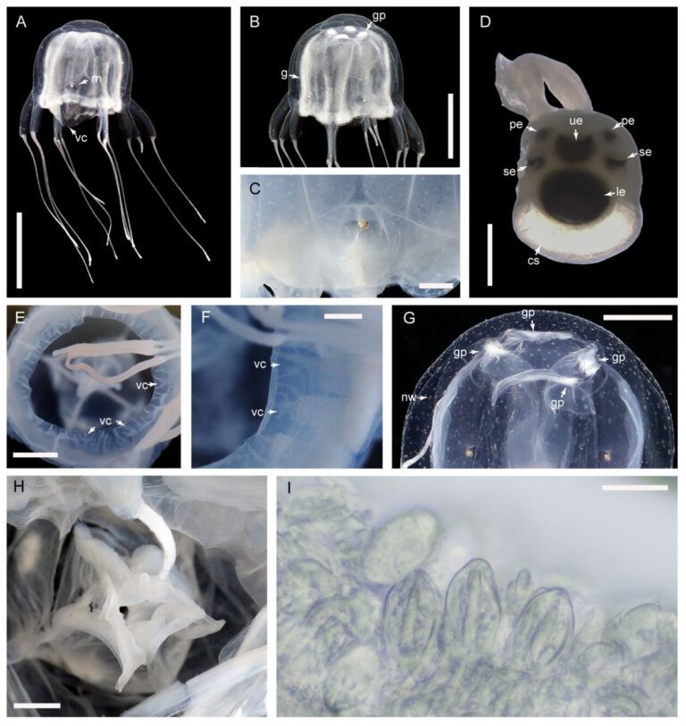 Team discovers new box jellyfish species in Hong Kong