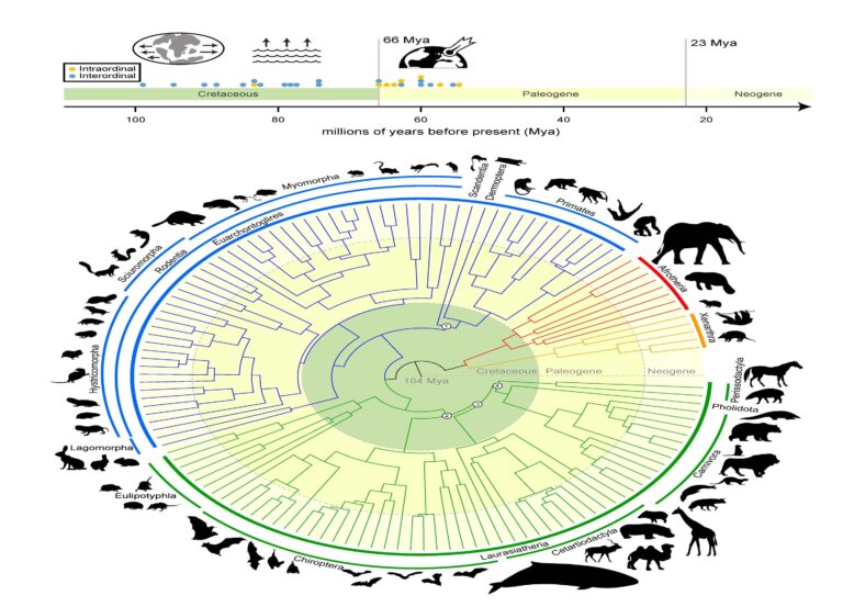 Researchers use genomes of 241 species to redefine mammalian tree of life