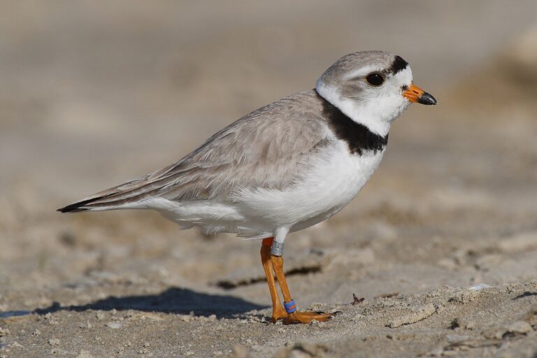 Three’s a crowd? Imani, son of piping plovers Monty and Rose, joined by a female and another male at Montrose Beach