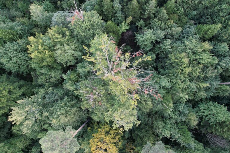 How exceptional weather conditions are turning European forests brown