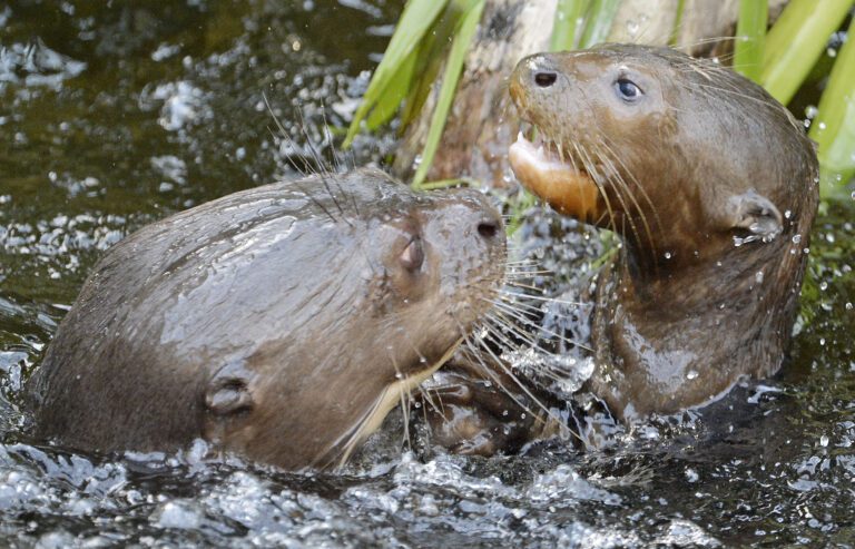 Genetic research reveals all we share with animals