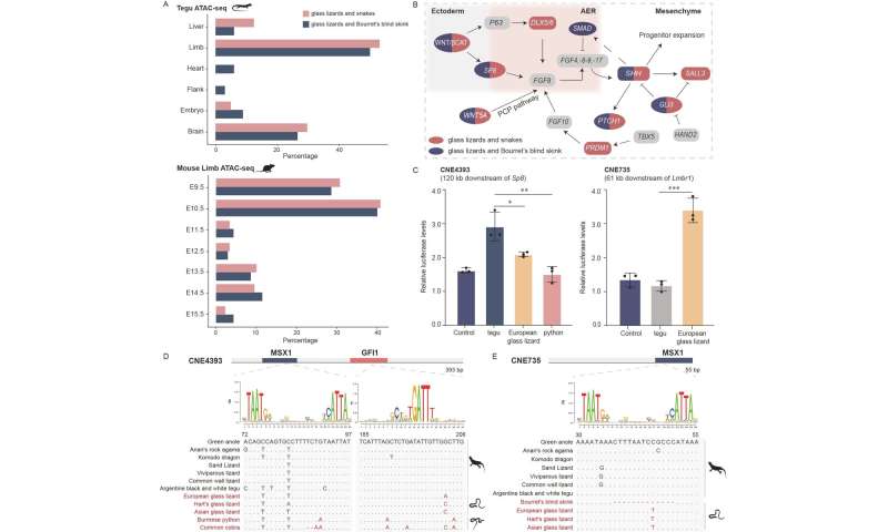 Developmental regulatory mechanism of limb loss in squamates