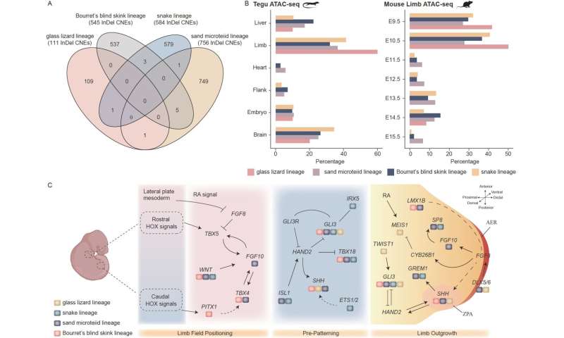 Developmental regulatory mechanism of limb loss in squamates