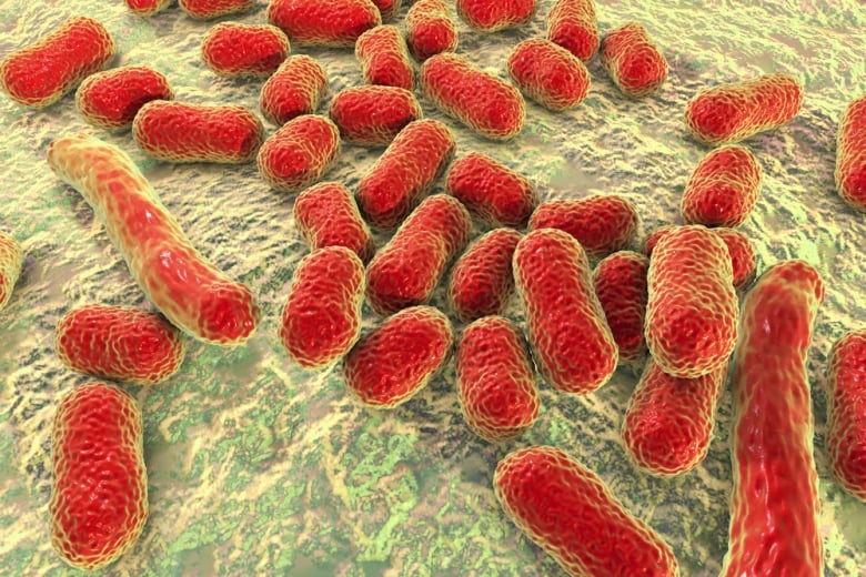 3D illustration shows morphology of Acinetobacter such as short rods and sometimes long filamentous cells