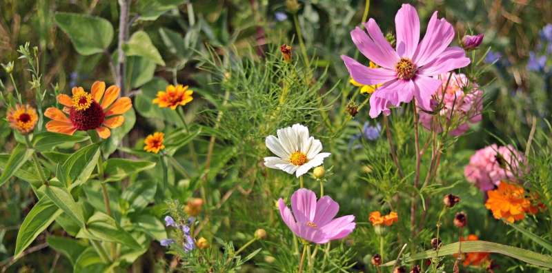 wildflowers