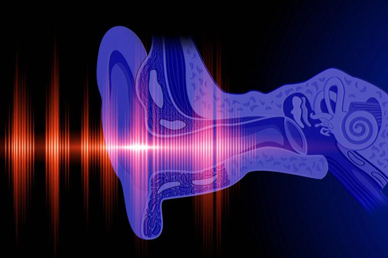 Unexpected Discovery Opens New Possibilities for Hearing Restoration