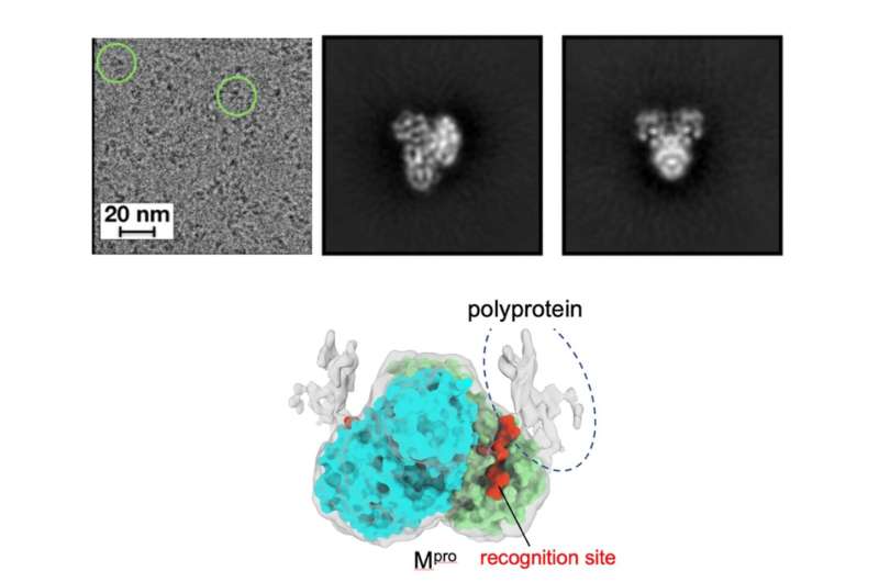 Essential process for SARS-CoV-2 viral replication visualized