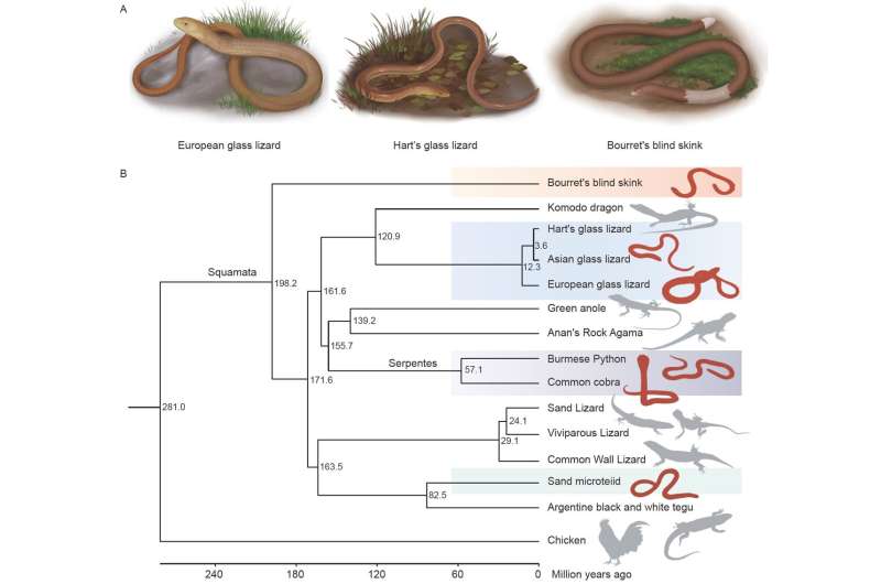 Developmental regulatory mechanism of limb loss in squamates