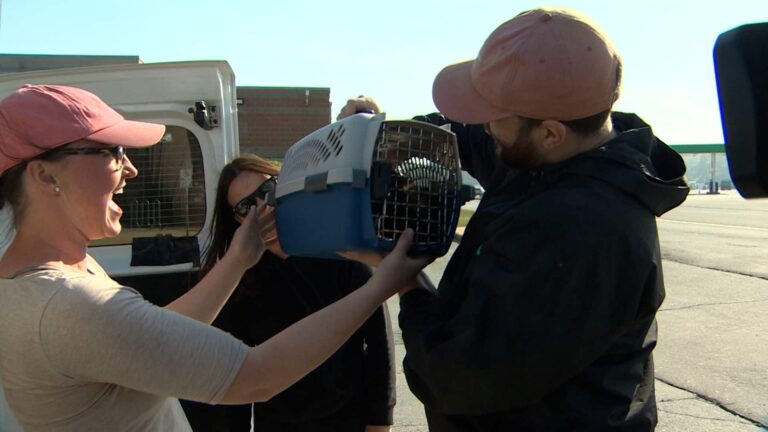 Watch the moment N.S. wildfire evacuees are reunited with their missing pets