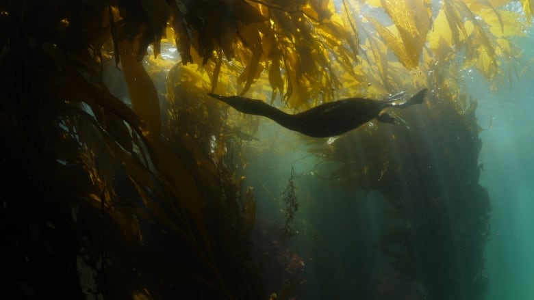 a kelp forest