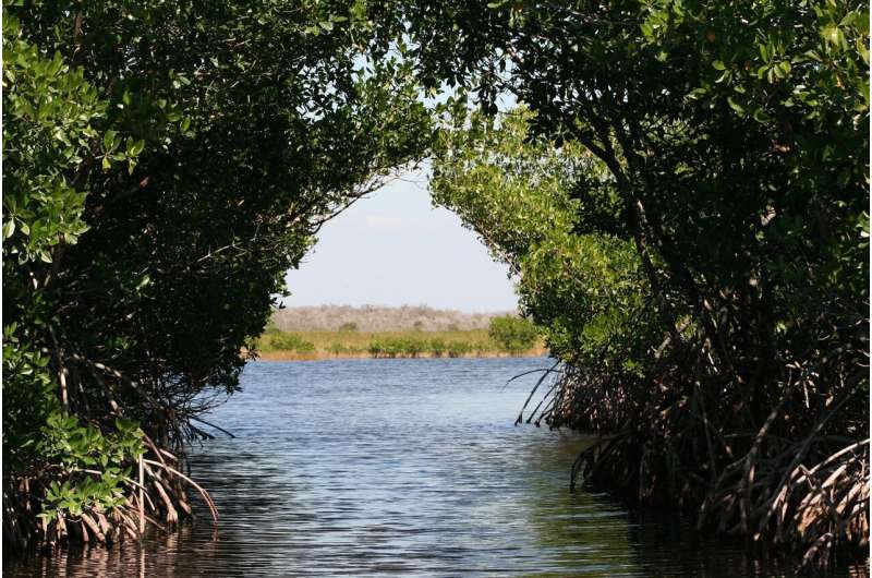 mangroves