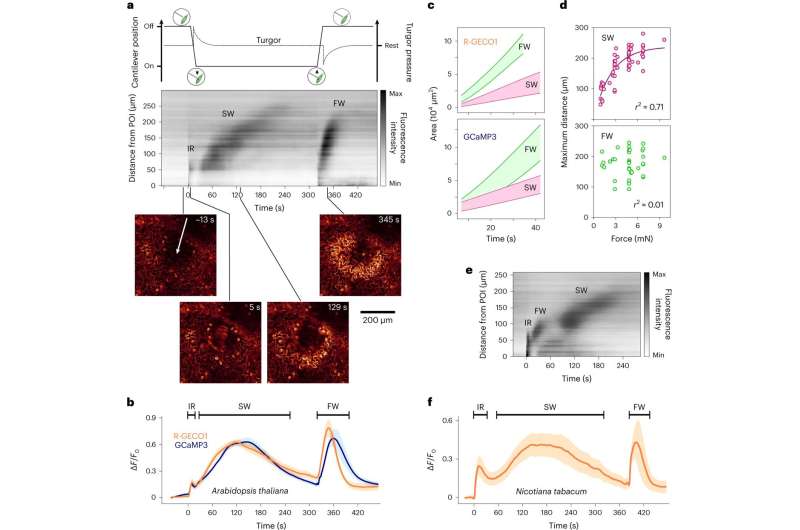 Plants can distinguish when touch starts and stops