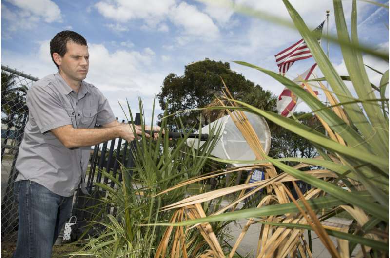 Study leads to milestone advances in understanding lethal bronzing of palm trees