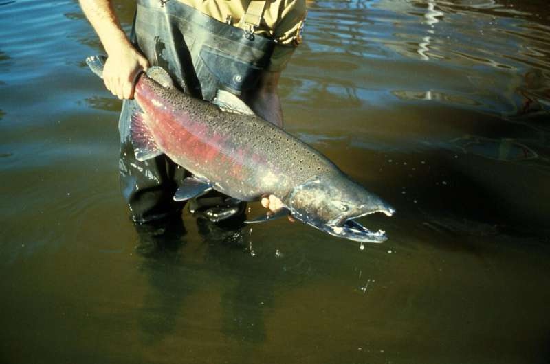 Chinook salmon