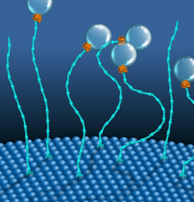 Researchers discover an alternative to ATP for string-shaped motors in cells