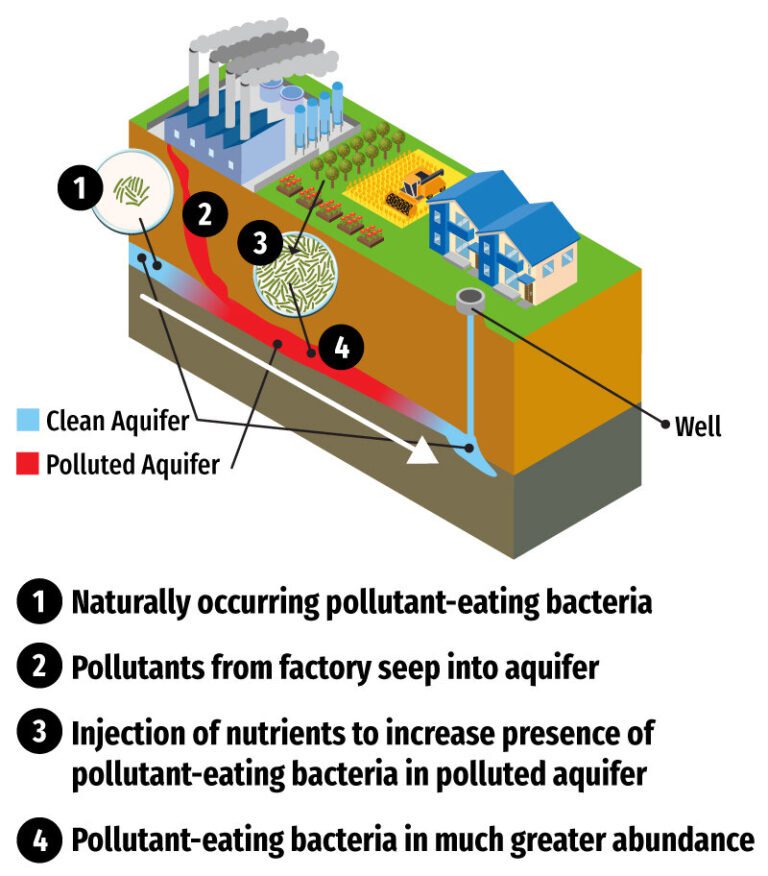 Biological cleanup discovered for certain ‘forever chemicals’