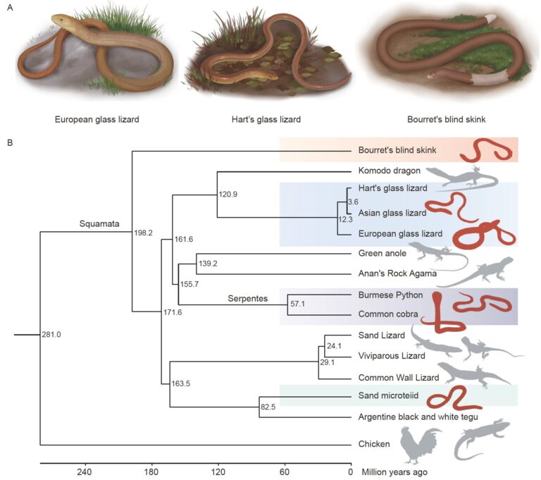 Examining the developmental regulatory mechanism of limb loss in squamates