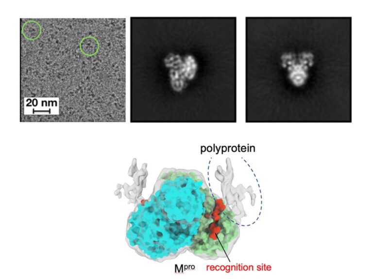 Essential process for SARS-CoV-2 viral replication visualized