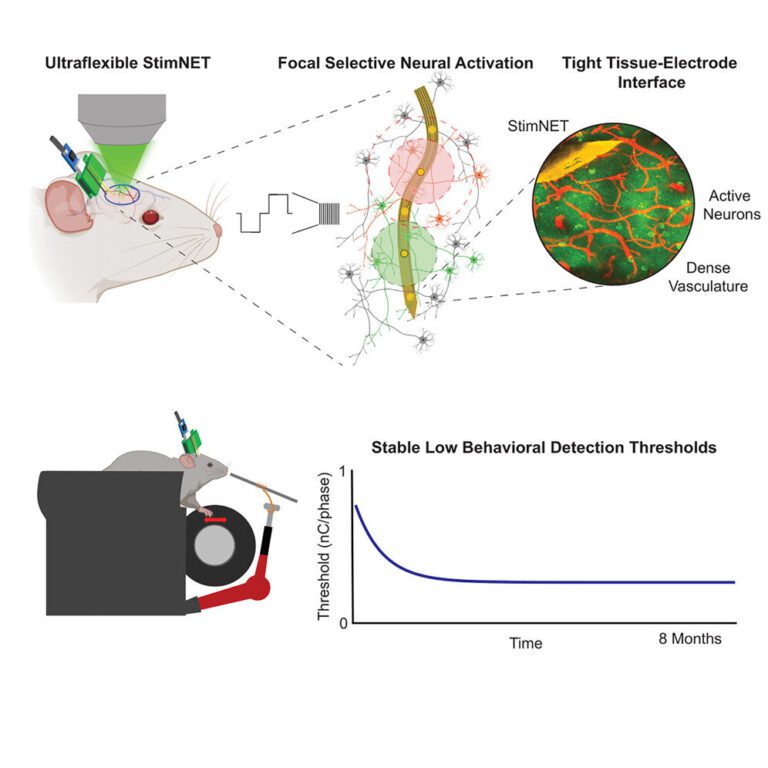 Flexible nanoelectrodes can provide fine-grained brain stimulation