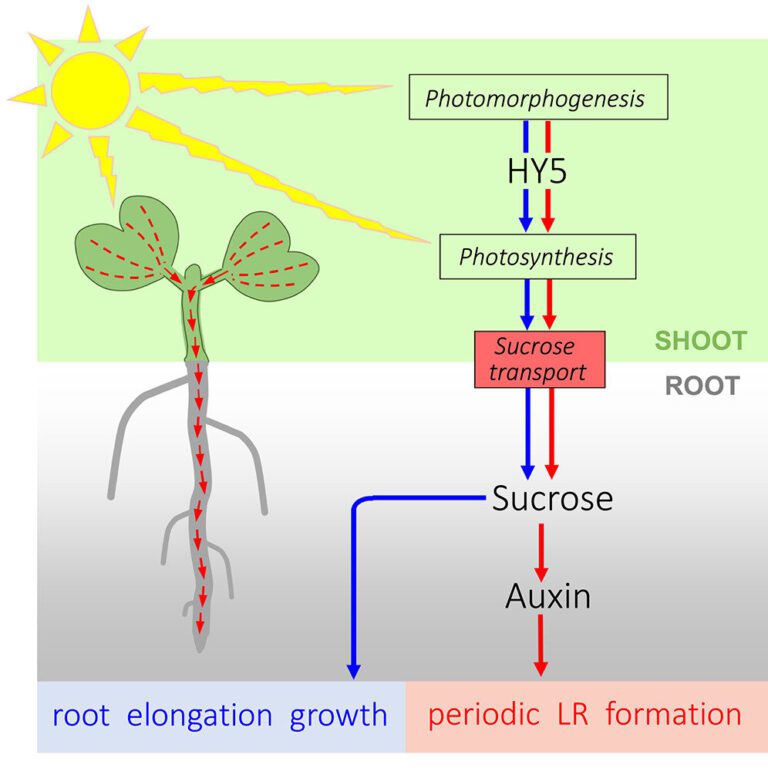 Study shows light conveyed by signal-transmitting sucrose controls growth of plant roots